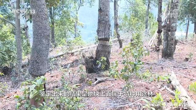 乔木层|西双版纳现大规模毁林种茶 为何出现集中违法毁林现象？