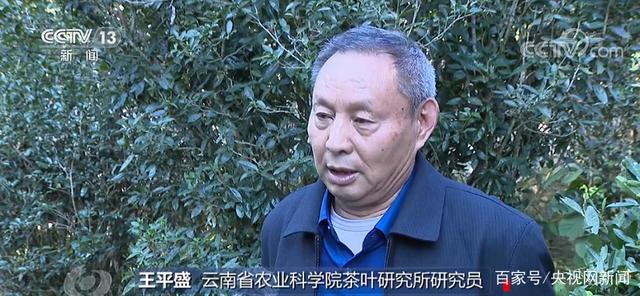 乔木层|西双版纳现大规模毁林种茶 为何出现集中违法毁林现象？