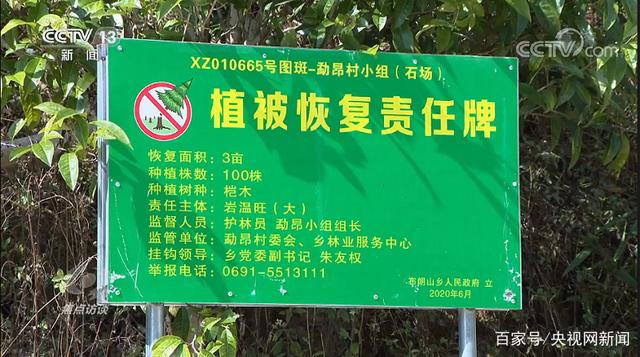 乔木层|西双版纳现大规模毁林种茶 为何出现集中违法毁林现象？