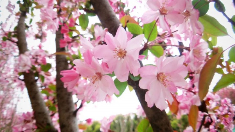 过敏反应|远离鲜花为何还会花粉过敏? 一起来了解春季防护知识