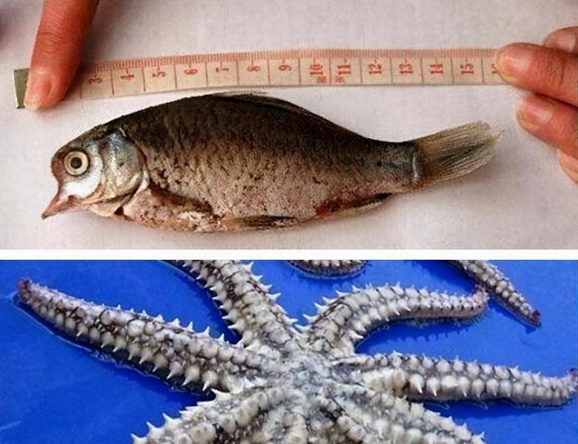 日本政府|日本要求2年后能向海洋排核废水 潘多拉的魔盒已经打开