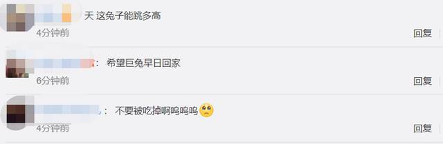 每日电讯报|不要被吃掉啊！世界最大的兔子被偷，主人悬赏9000元求找回