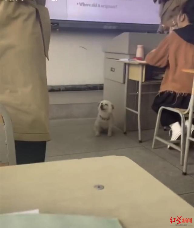 成都学院|成都一高校课堂现“蹭课狗”，能听懂英语 网友：不愧是外国语学校的狗