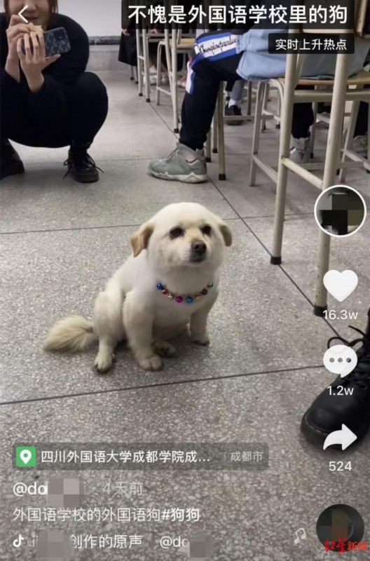 成都学院|成都一高校课堂现“蹭课狗”，能听懂英语 网友：不愧是外国语学校的狗