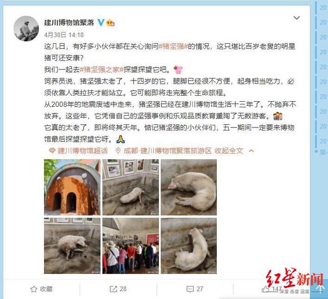 猪坚强|建川博物馆称14岁“猪坚强”可能即将走完生命旅程 樊建川：情况很糟了