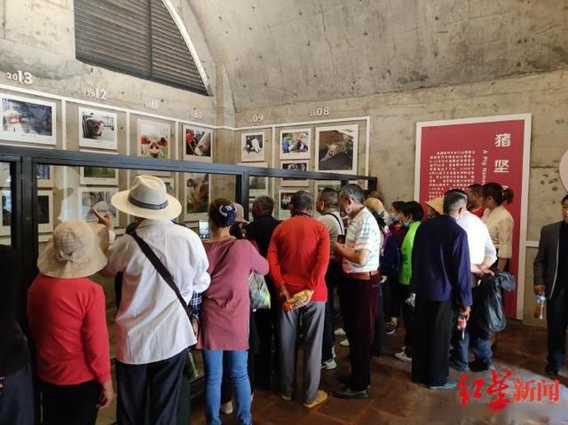 猪坚强|建川博物馆称14岁“猪坚强”可能即将走完生命旅程 樊建川：情况很糟了