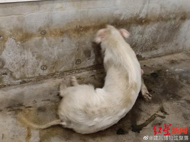 猪坚强|建川博物馆称14岁“猪坚强”可能即将走完生命旅程 樊建川：情况很糟了