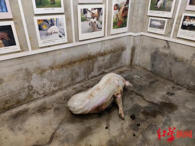 猪坚强|建川博物馆称14岁“猪坚强”可能即将走完生命旅程 樊建川：情况很糟了