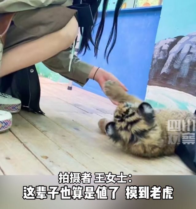 猫咪|1个月大小老虎动物园里逛街 网友：大王来巡山