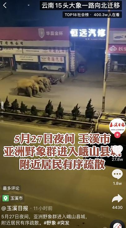 大象|大象为啥对酒感兴趣?与祖祖辈辈吃水果的习性有关