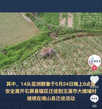 大象|大象为啥对酒感兴趣?与祖祖辈辈吃水果的习性有关