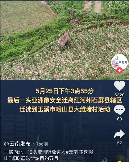 大象|大象为啥对酒感兴趣?与祖祖辈辈吃水果的习性有关