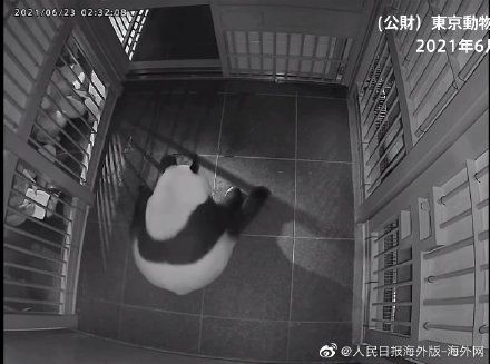 香香|一次得俩！旅日大熊猫真真生下双胞胎