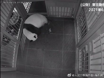 香香|一次得俩！旅日大熊猫真真生下双胞胎
