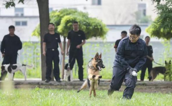 刑警|中国刑警学院竞售54只淘汰受训犬 起价均为200元