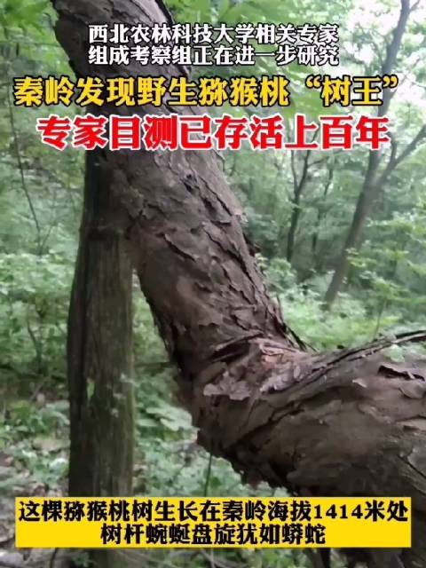 野生|秦岭发现百岁野生猕猴桃树王 树杆蜿蜒盘旋犹如蟒蛇