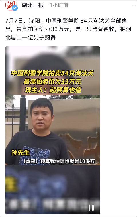 警校|警校售淘汰犬最高拍出33万 网友:狗子没考上,但是包分配