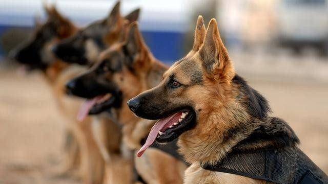 警校|警校售淘汰犬最高拍出33万 网友:狗子没考上,但是包分配