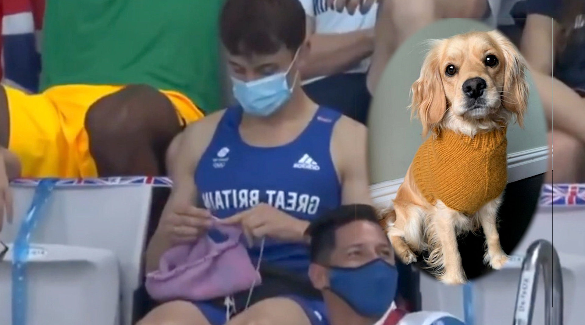 名将|爱好很特别!英国跳水名将戴利看台上为狗织毛衣