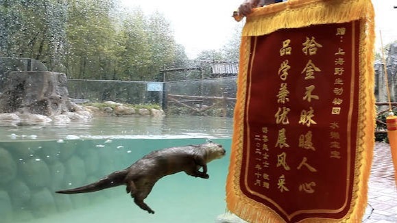 油条|水獭帮游客水池捞手机获赠锦旗 还额外奖励一条鲜鱼