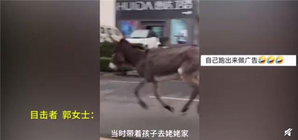 画风|驴肉馆里逃出一头驴狂奔不止 网友:这家馆子的驴肉很新鲜