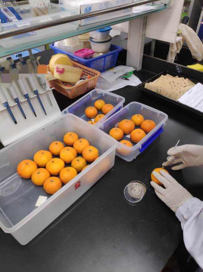 做实验|订单暴涨20倍！捐橘子为国家做研究的老板找到了，获正能量奖金1千元