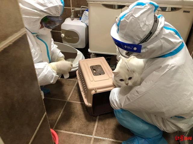 消杀|防疫人员当“铲屎官”，还给隔离猫咪送罐头测核酸！北京中关村的阳性快递系内蒙古羊毛衫