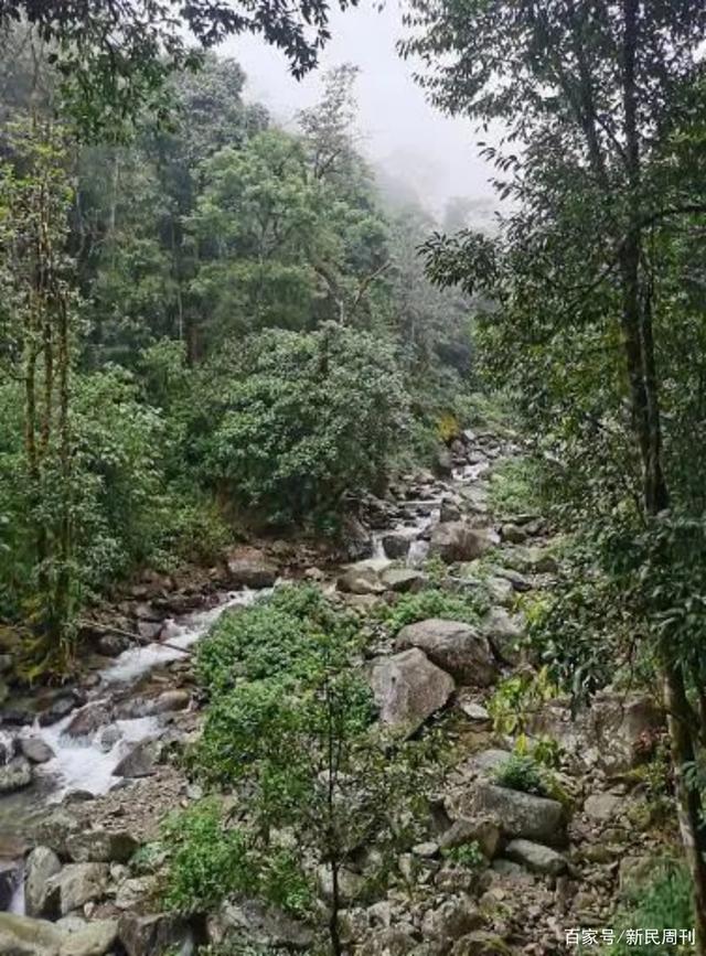 张金榜|失温或是罪魁祸首？“哀牢山”遇难地质人员进山为何穿一次性雨衣