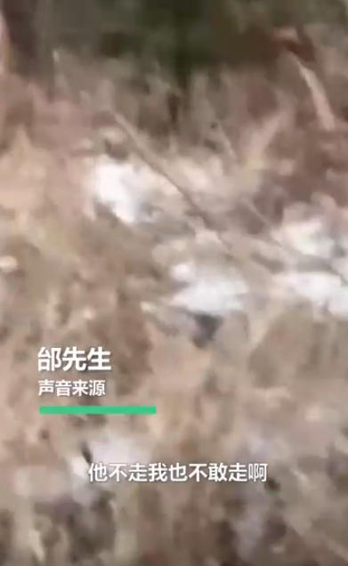 开车|惊险! 男子开车遇东北虎拦路对视1分钟:＂敌＂不动我也不敢动