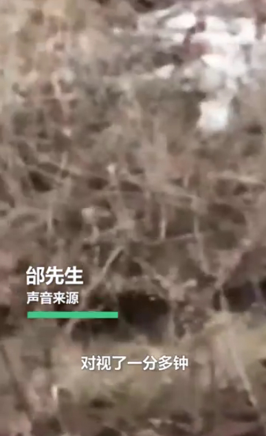 开车|惊险! 男子开车遇东北虎拦路对视1分钟:＂敌＂不动我也不敢动