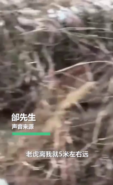 开车|惊险! 男子开车遇东北虎拦路对视1分钟:＂敌＂不动我也不敢动