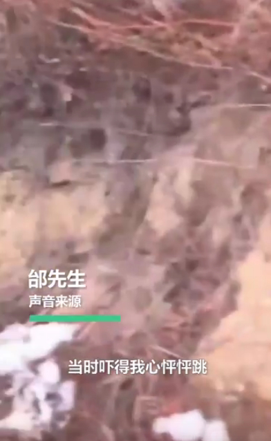 开车|惊险! 男子开车遇东北虎拦路对视1分钟:＂敌＂不动我也不敢动