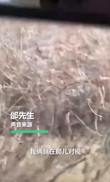 开车|惊险! 男子开车遇东北虎拦路对视1分钟:＂敌＂不动我也不敢动