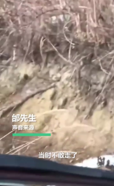 开车|惊险! 男子开车遇东北虎拦路对视1分钟:＂敌＂不动我也不敢动