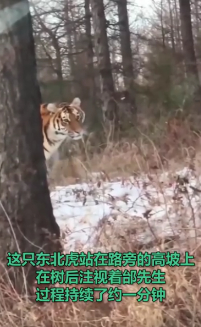 开车|惊险! 男子开车遇东北虎拦路对视1分钟:＂敌＂不动我也不敢动