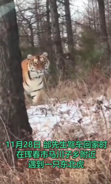 开车|惊险! 男子开车遇东北虎拦路对视1分钟:＂敌＂不动我也不敢动