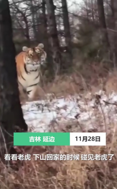 开车|惊险! 男子开车遇东北虎拦路对视1分钟:＂敌＂不动我也不敢动