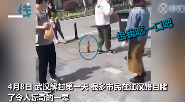 解封@饿惨了！武汉解封首日，一只黄鼠狼上街讨饭