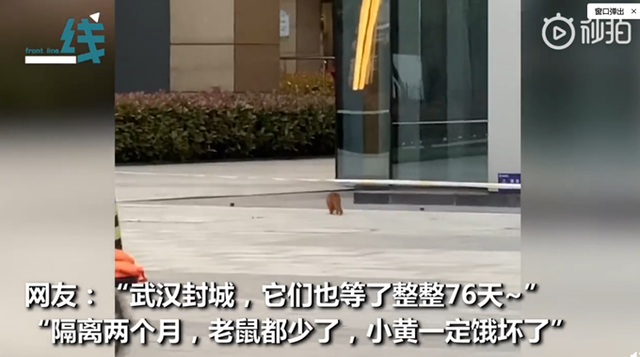 解封@饿惨了！武汉解封首日，一只黄鼠狼上街讨饭