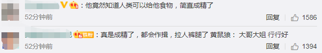 解封@饿惨了！武汉解封首日，一只黄鼠狼上街讨饭