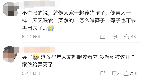 「公园」市民被气哭！重庆大渡口公园的名片、明星鱼”莽子“竟然被吃掉了