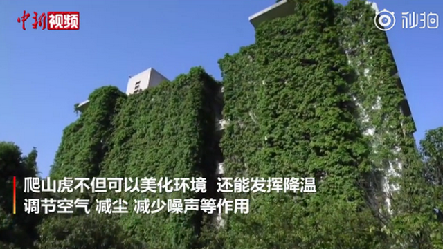 「高校」贵阳高校爬山虎占领9层图书馆 远观如同巨型“绿色瀑布”