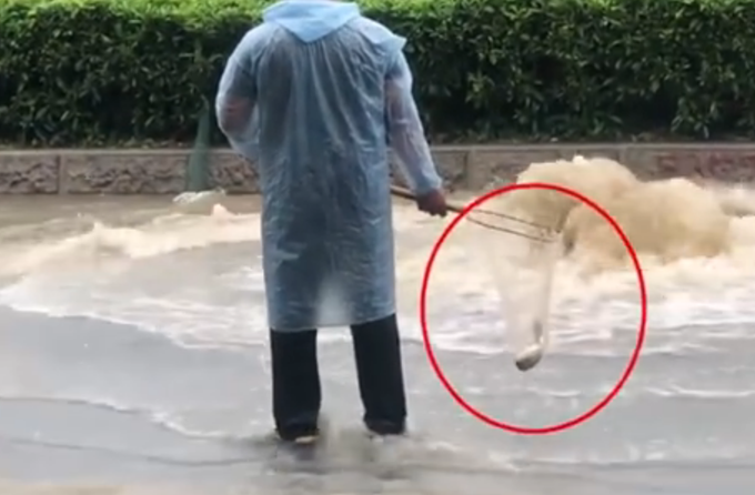 [事发天河]笑喷！暴雨过后的广州，路人班都不上当街捕鱼