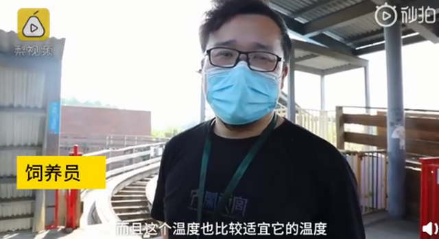 #游客#武汉欢乐谷有两只企鹅游客 网友惊呼：太可爱！