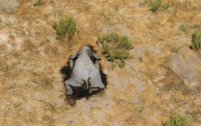 奥卡万戈三角洲|