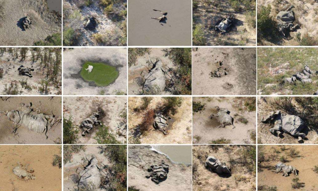 奥卡万戈三角洲|