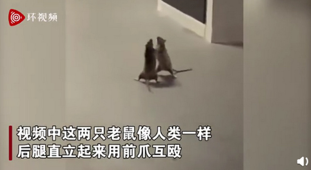 猫咪|