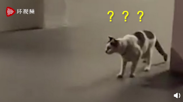 猫咪|