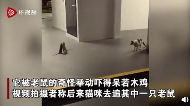 猫咪|