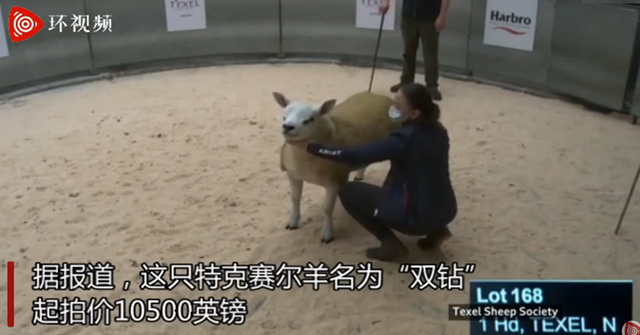 产肉性能|